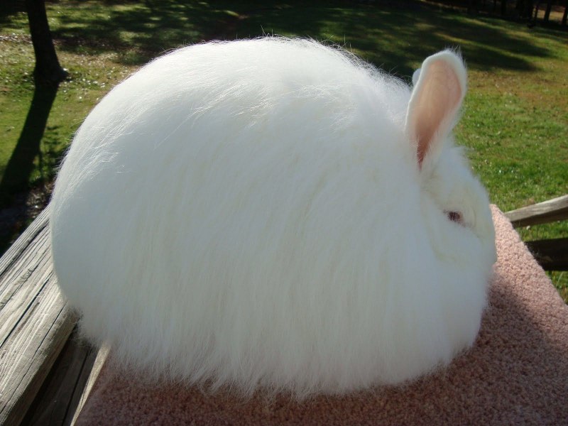 Angora Rabbit 01 белый