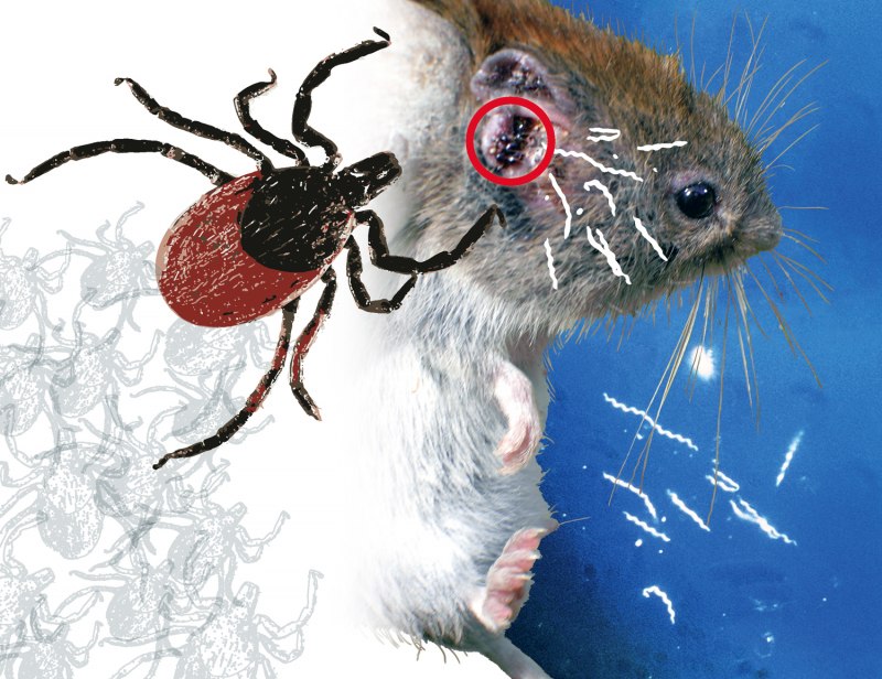 Мышиный клещ Allodermanyssus sanguineus