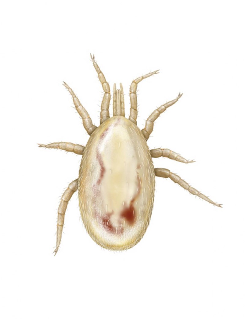 Гамазовый клещ Ornithonyssus bacoti