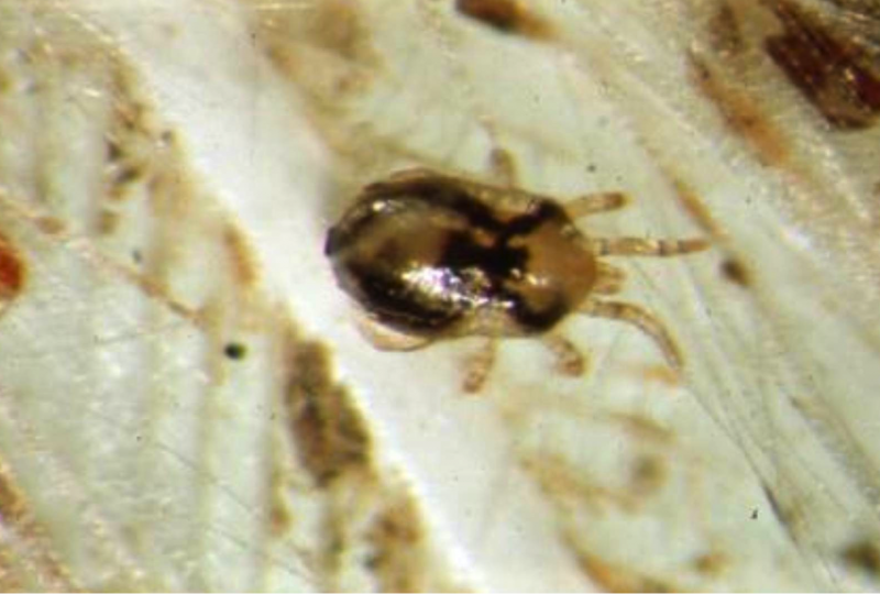 Гамазовый клещ Dermanyssus gallinae