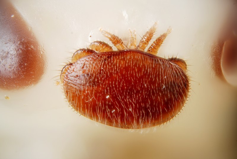 Ornithodoros Lahorensis