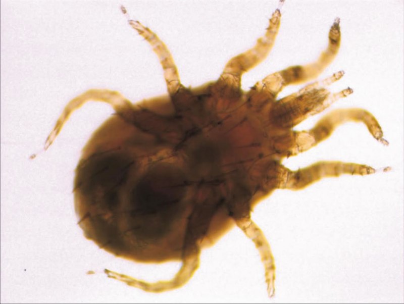 Куриный клещ (Dermanyssus gallinae)