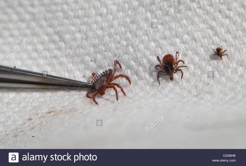 Dermacentor marginatus пастбищный клещ