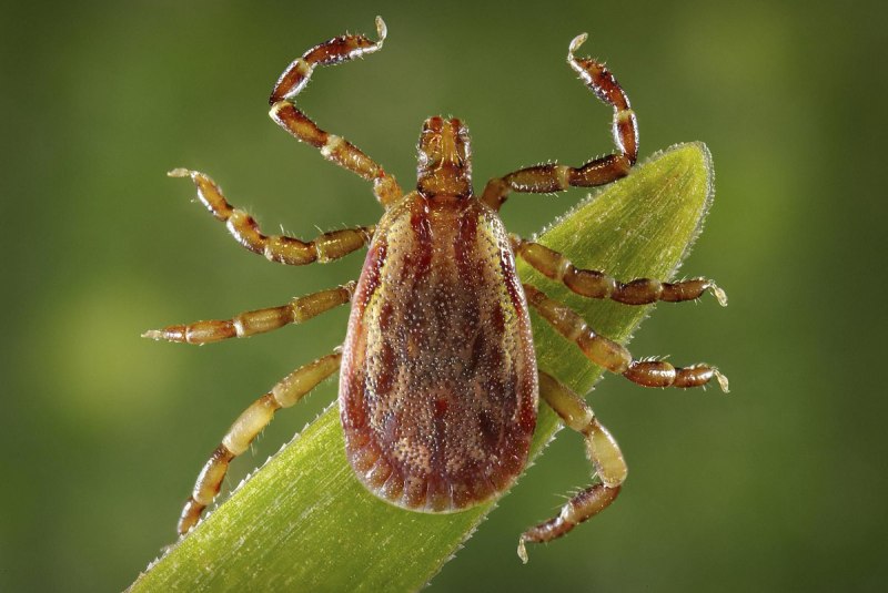 Клещ Dermatophagoides pteronyssinus, farinae