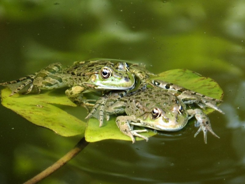Озерная лягушка (65 фото)