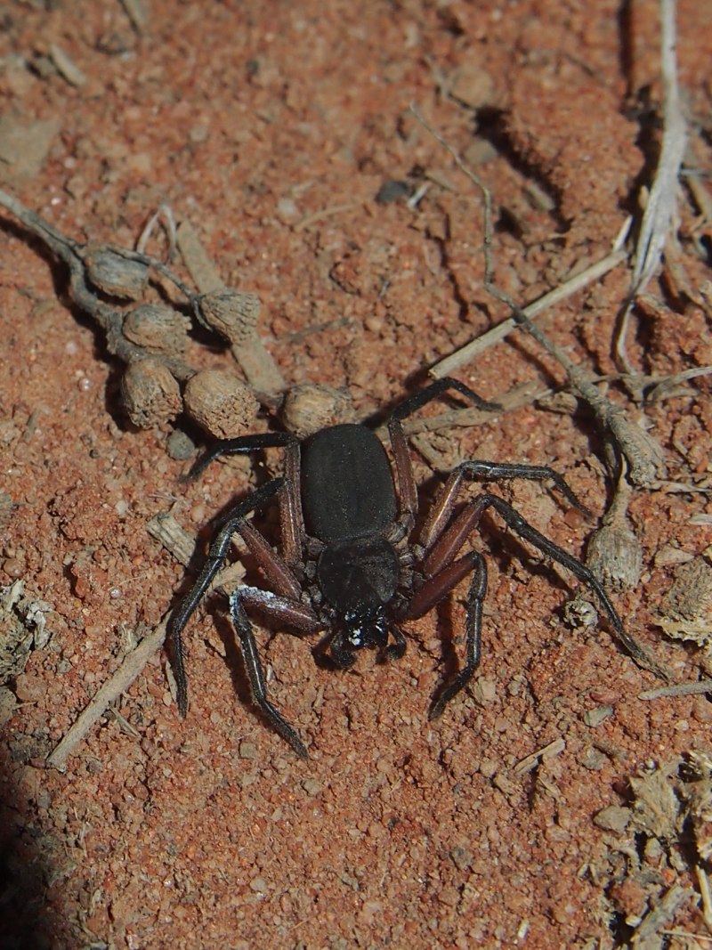 Tailless Whip Scorpion