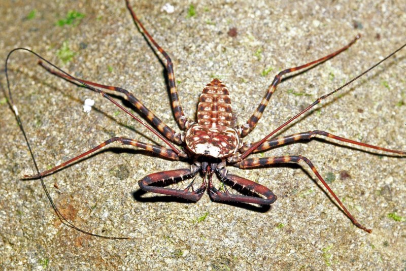 Parabuthus villosus