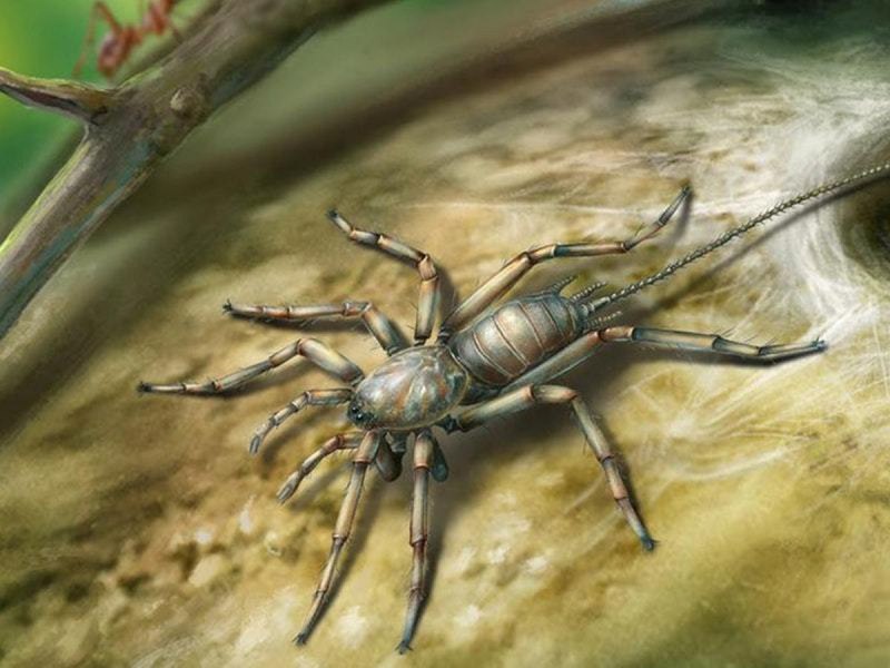 Parabuthus transvaalicus
