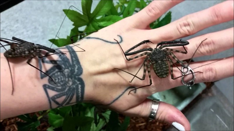 Арахнид Скорпион