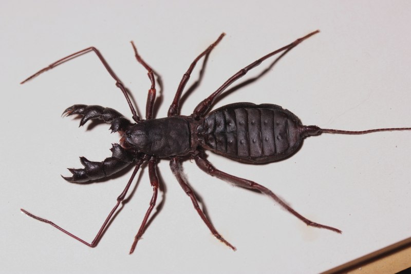 Thelyphonus pumhomii