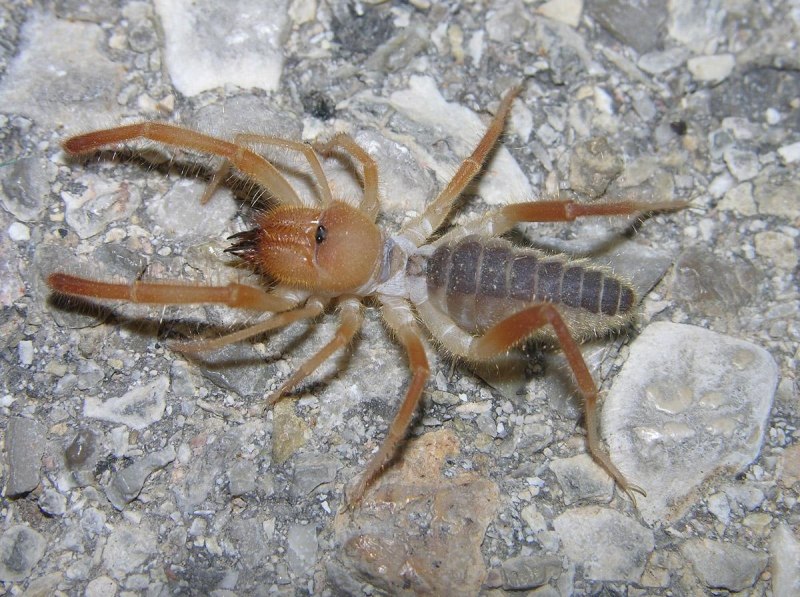 Клещ ПАУКООБРАЗНЫЙ