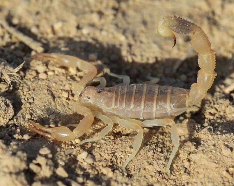 Heterometrus cyaneus