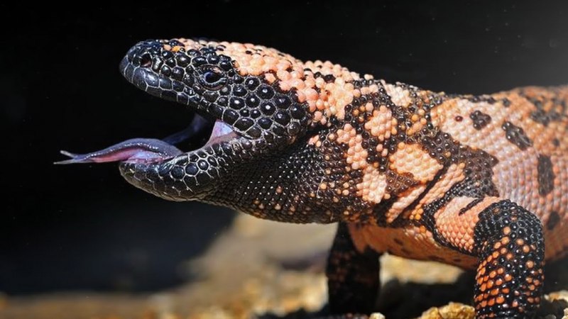 Heloderma suspectum