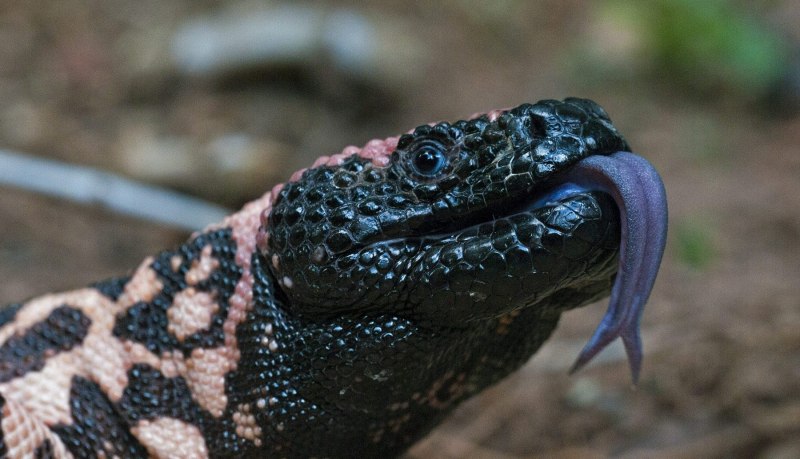 Heloderma suspectum cinctum