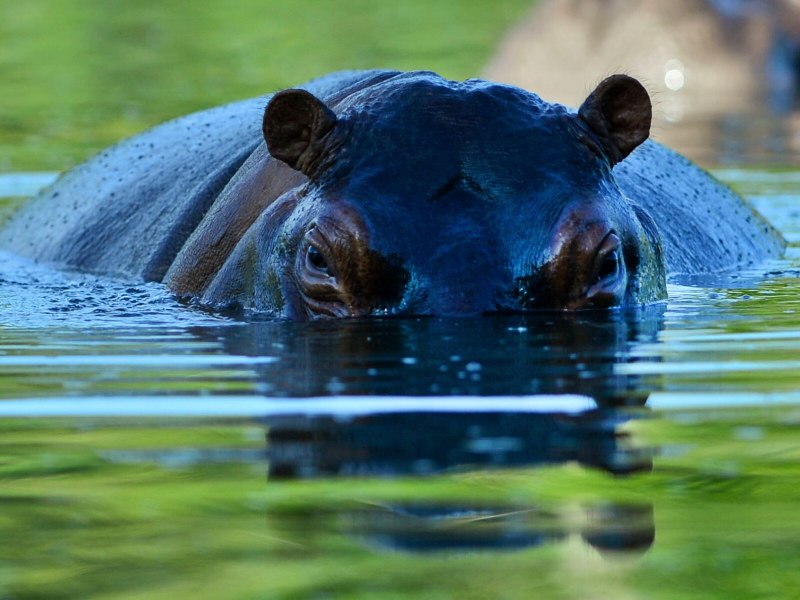 Гиппопотам Hippopotamus, 2018
