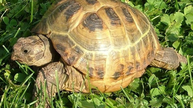 Рамфотека у черепахи среднеазиатской