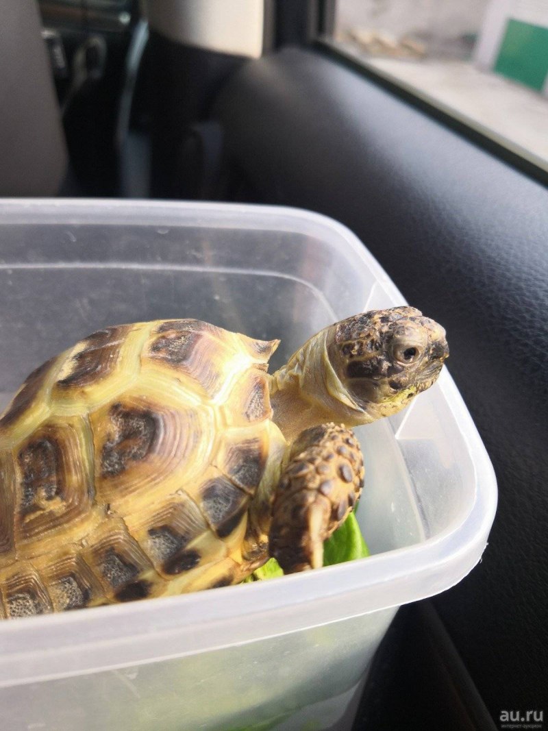 Testudo horsfieldi
