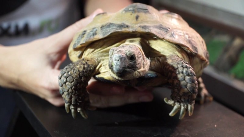 Testudo horsfieldii