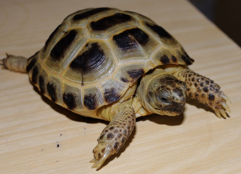Среднеазиатская сухопутная черепаха (70 фото)