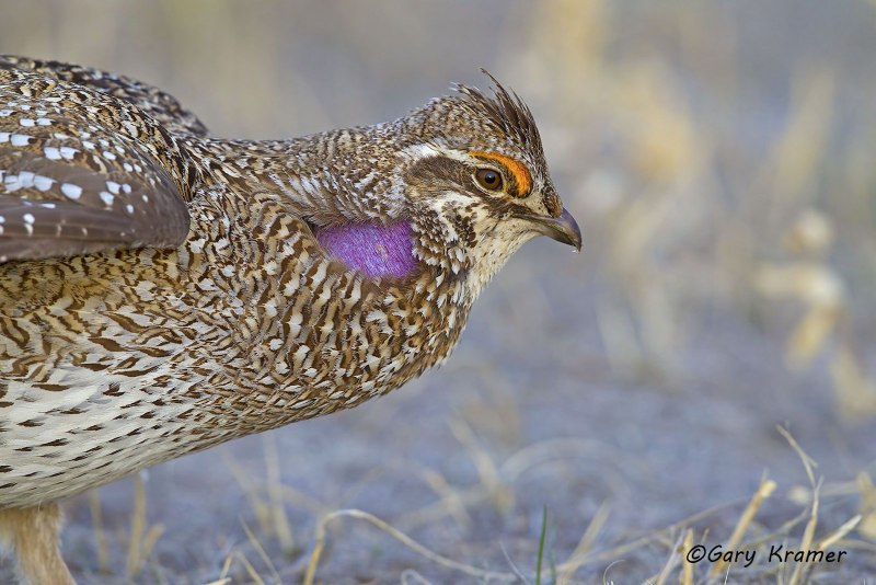 Greater Prairie Chicken