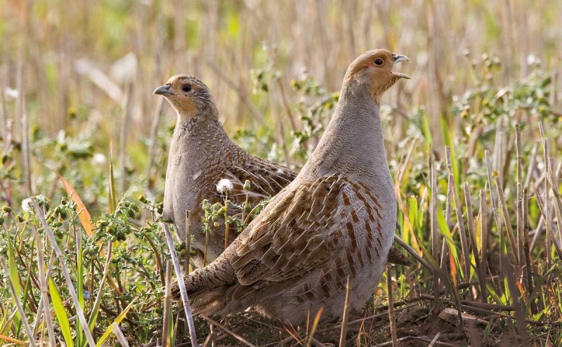 Глухарь - Capercaillie