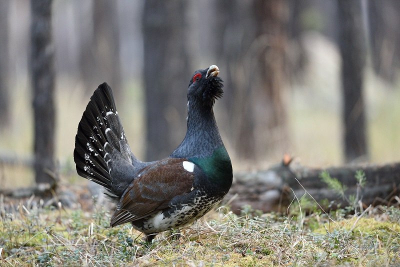 Тетерев шалфейный (Centrocercus urophasianus)