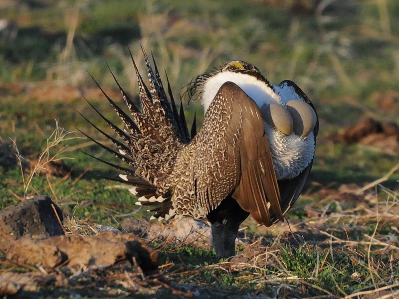 Greater Sage Grouse
