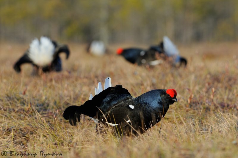 Greater Sage Grouse