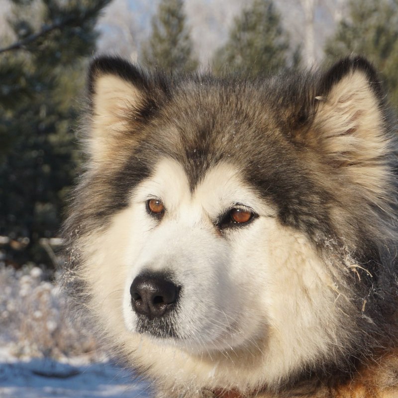 Собаки породы Аляскинский маламут