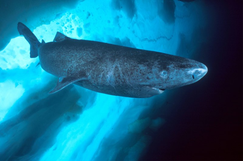 Северная акула (66 фото)