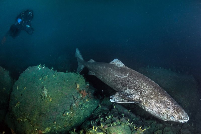 Полярная акула (Somniosus microcephalus)