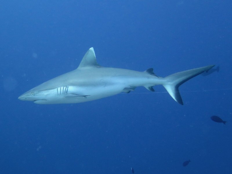 Гигантская акула Cetorhinus Maximus
