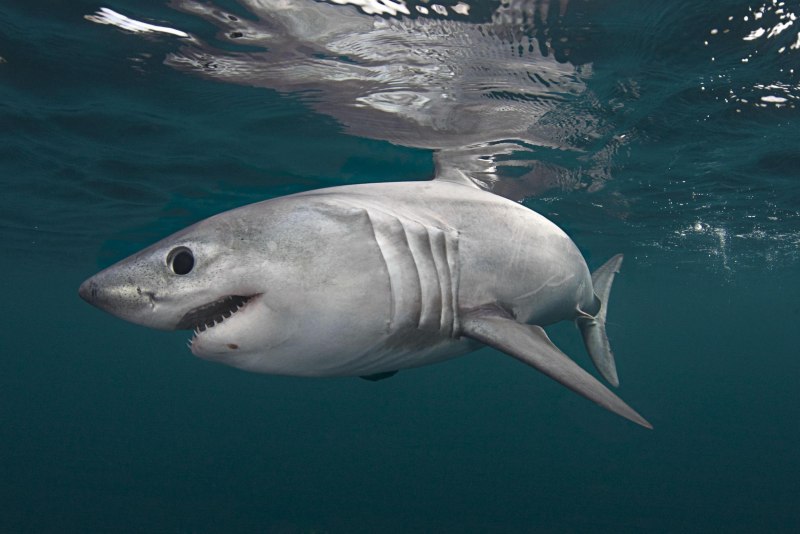 Гигантская акула Cetorhinus Maximus
