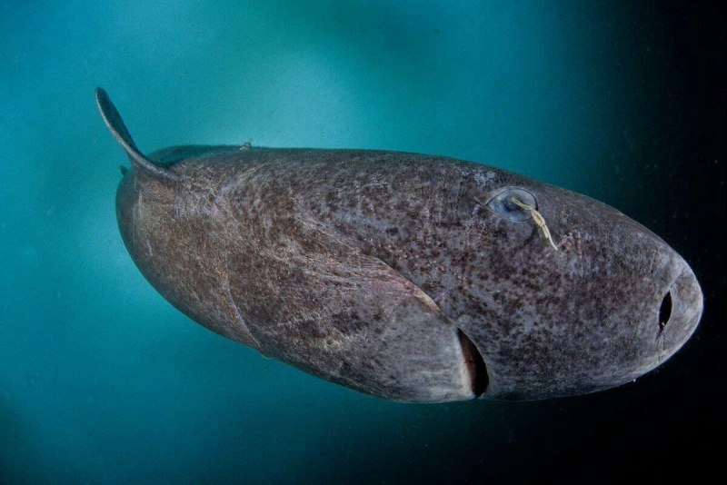 Полярная акула (Somniosus microcephalus)