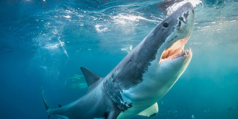 Shark species