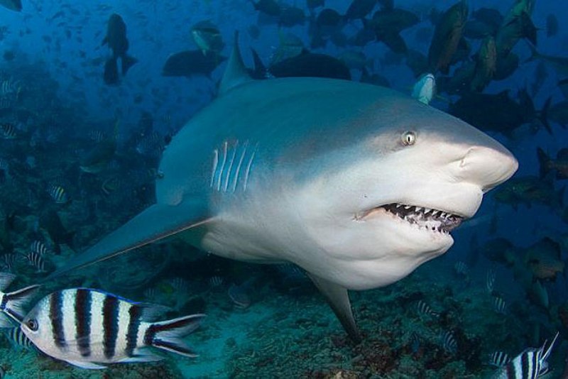 Акула Carcharodon carcharias