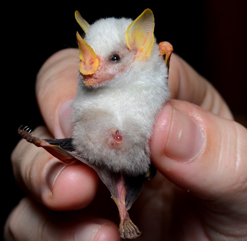 Листонос летучая мышь (68 фото)