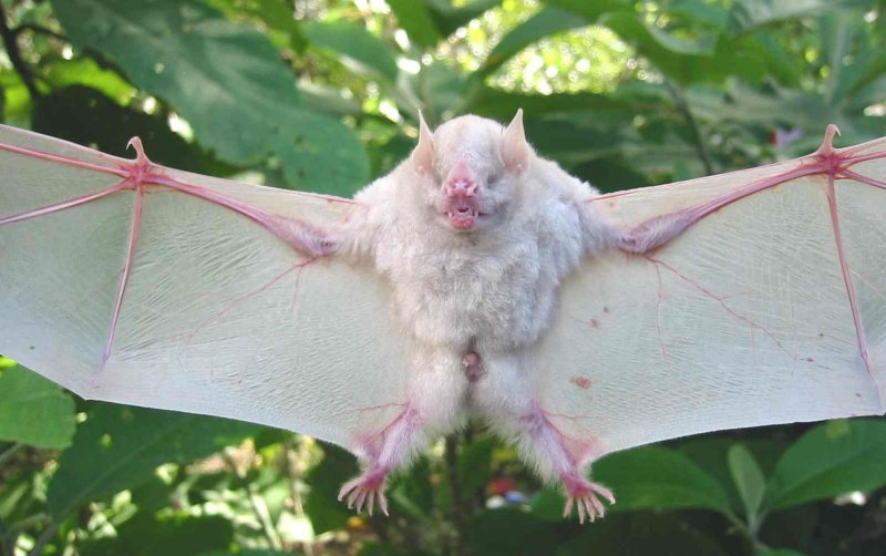 Honduran White bat