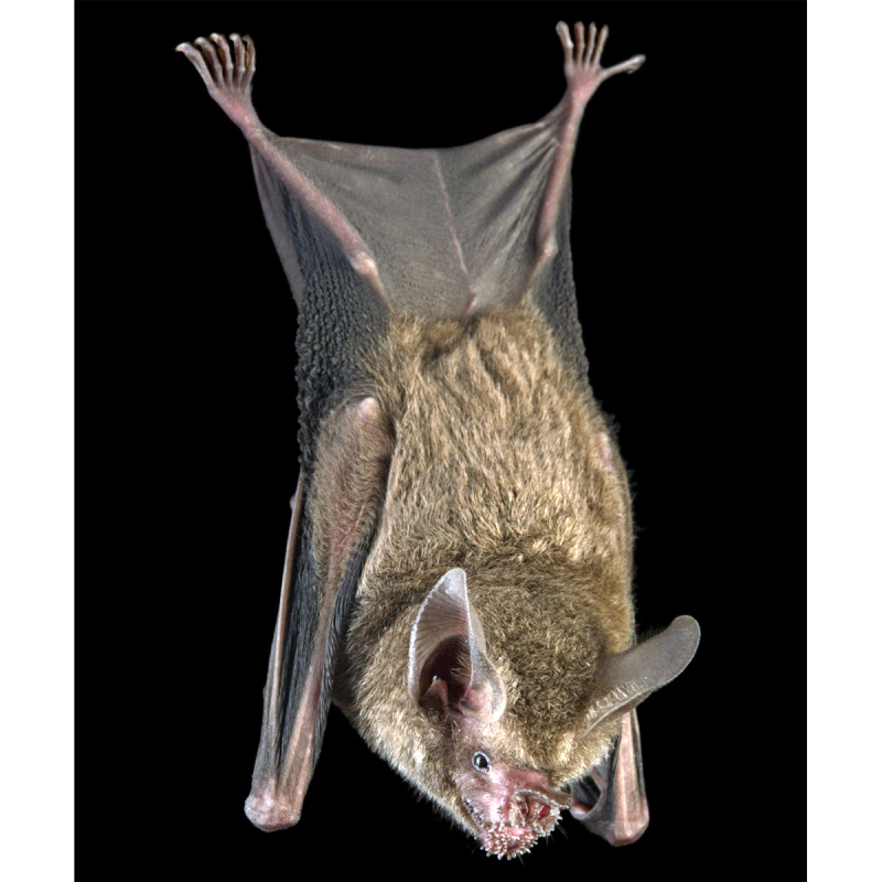 Macrotus californicus