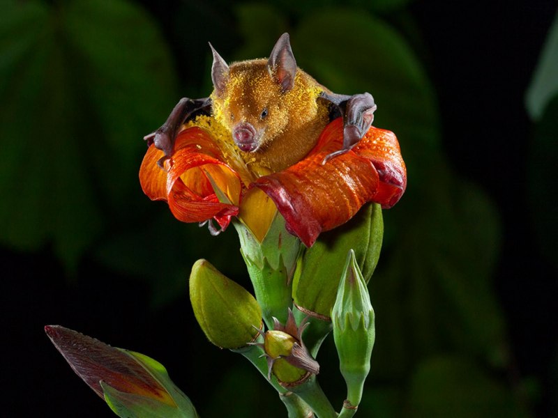 Artibeus planirostris