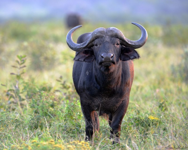 Кафрский буйвол (69 фото)