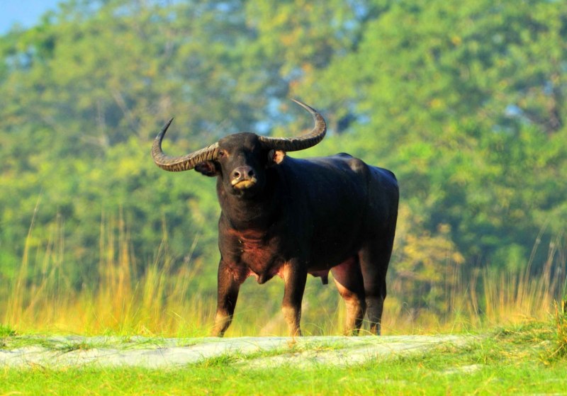 Buffalo Buffalo Buffalo Buffalo