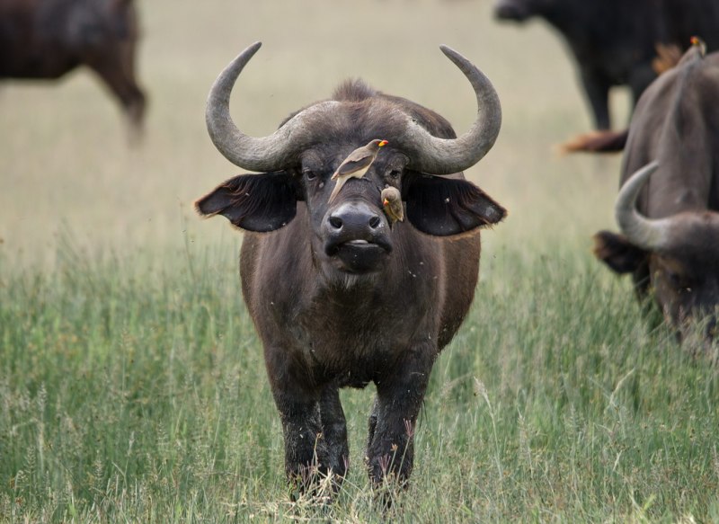 Buffalo буйвол