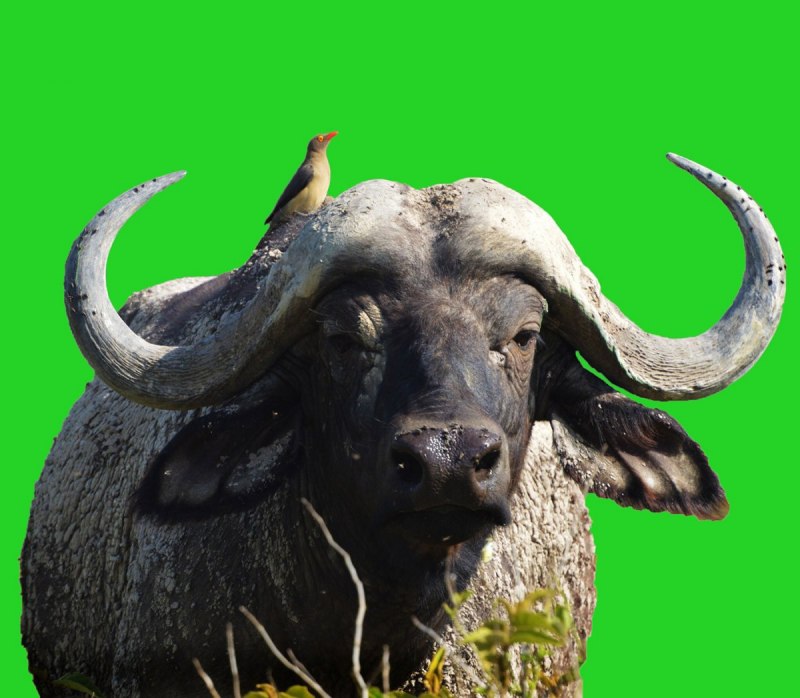 Буффало бык