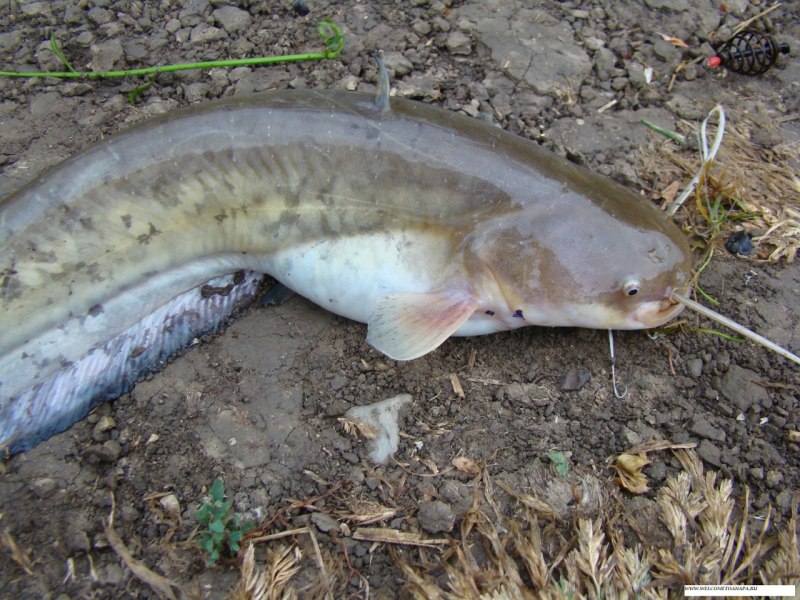 Catlocarpio Siamensis