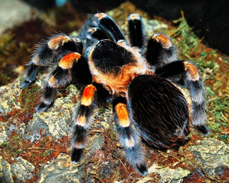Brachypelma auratum и Brachypelma smithi