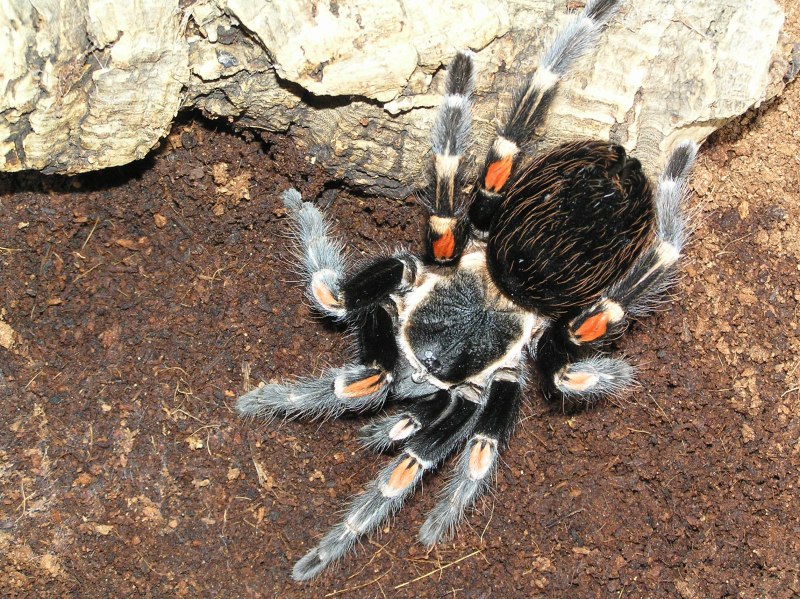 Красноколенный Тарантул(Brachypelma Emilia)