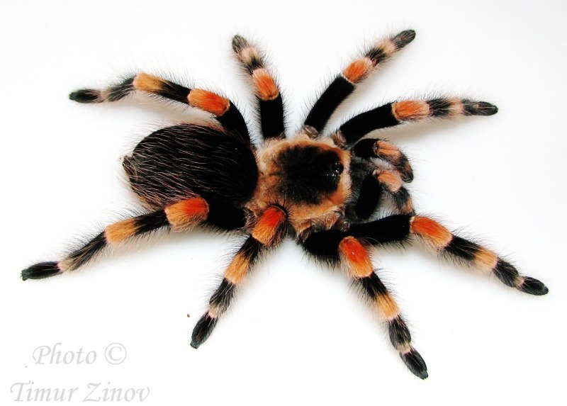 Brachypelma smithi укус