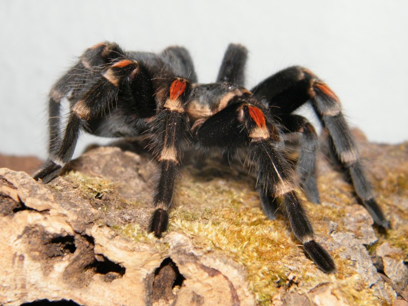Brachypelma auratum нимфа 1