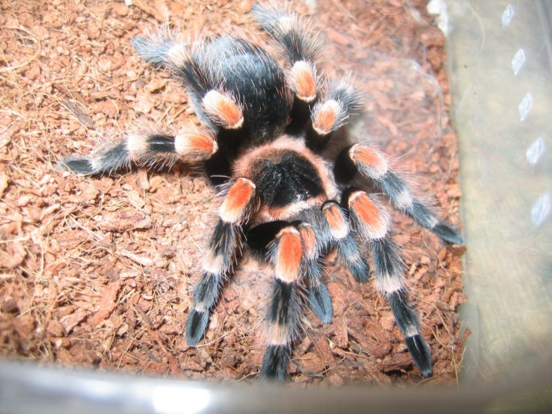 Brachypelma Emilia